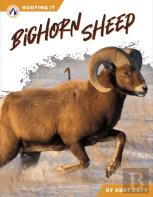 Bighorn Sheep