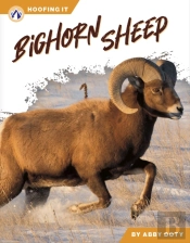 Bighorn Sheep