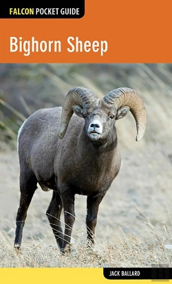 Bertrand.pt - Bighorn Sheep