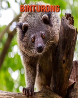 Bertrand.pt - Binturong