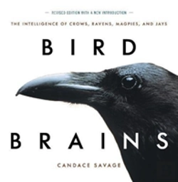 Bertrand.pt - Bird Brains