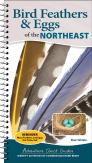 Bird Feathers & Eggs Of The Northeast
