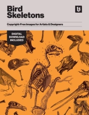 Bird Skeletons