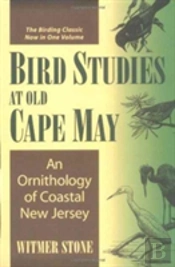 Bird Studies At Old Cape May