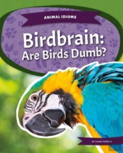 Bertrand.pt - Birdbrain