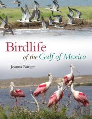 Birdlife Of The Gulf Of Mexico