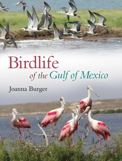 Bertrand.pt - Birdlife Of The Gulf Of Mexico