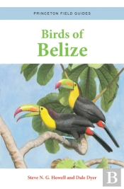 Birds Of Belize