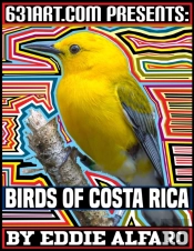 Birds Of Costa Rica