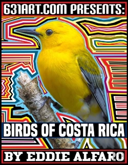 Bertrand.pt - Birds Of Costa Rica