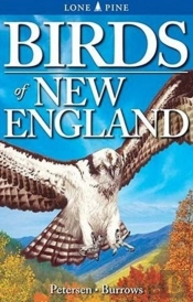 Birds Of New England