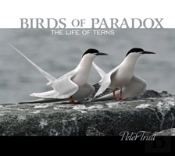 Birds Of Paradox