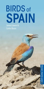 Birds Of Spain