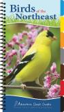 Birds Of The Northeast