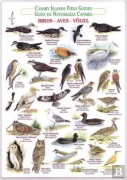 Bertrand.pt - Birds (Waterproof Field Guide)