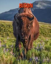 Bison