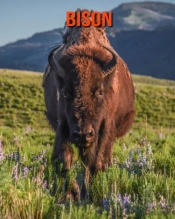 Bison