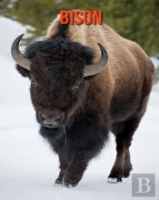 Bison