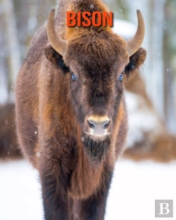 Bertrand.pt - Bison