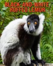 Black-And-White Ruffed Lemur