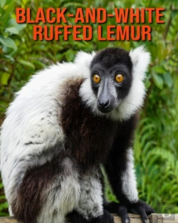 Bertrand.pt - Black-And-White Ruffed Lemur
