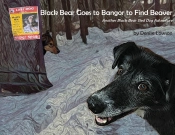 Black Bear Goes To Bangor To Find Beaver