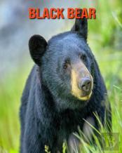 Black Bear