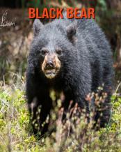 Black Bear