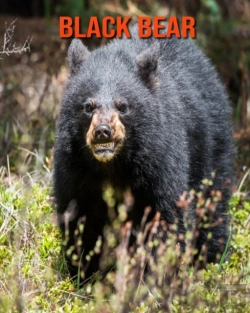 Bertrand.pt - Black Bear