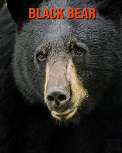 Bertrand.pt - Black Bear