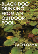 Black Dog Drinking From An Outdoor Pool