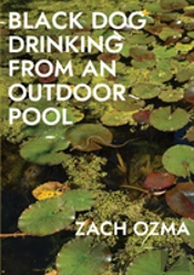Black Dog Drinking From An Outdoor Pool