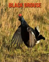 Black Grouse