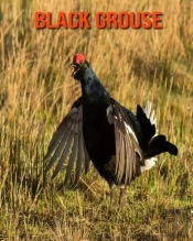 Black Grouse