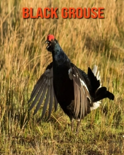 Bertrand.pt - Black Grouse