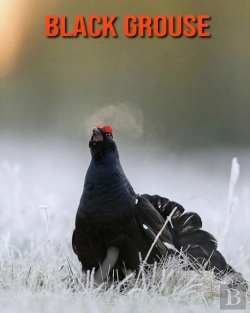 Bertrand.pt - Black Grouse