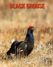 Black Grouse