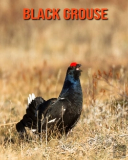 Bertrand.pt - Black Grouse