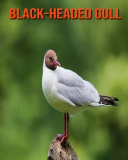 Bertrand.pt - Black-Headed Gull