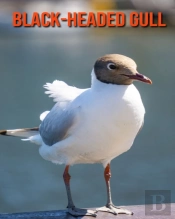 Black-Headed Gull