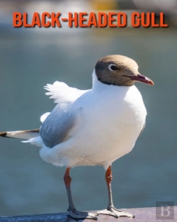 Bertrand.pt - Black-Headed Gull