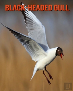 Bertrand.pt - Black-Headed Gull