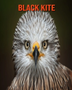 Bertrand.pt - Black Kite