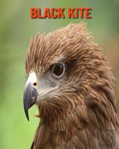Black Kite