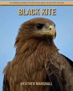 Bertrand.pt - Black Kite