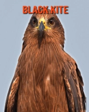 Black Kite