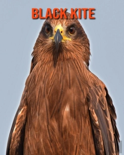 Bertrand.pt - Black Kite