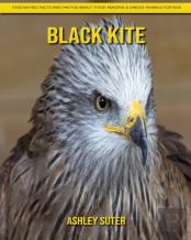 Black Kite