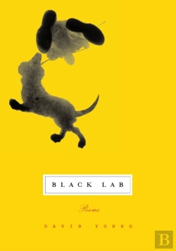 Bertrand.pt - Black Lab