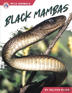 Bertrand.pt - Black Mambas